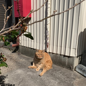 近所の猫1