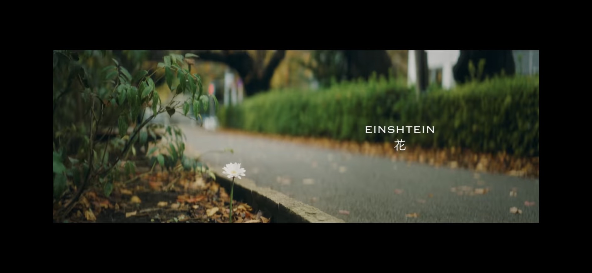 EINSHTEIN【花】